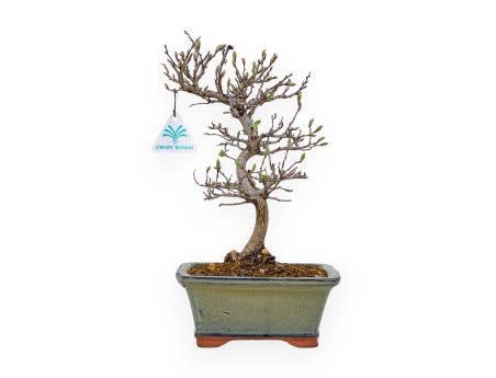 Carpinus Laxiflora - Carpino - 31 cm