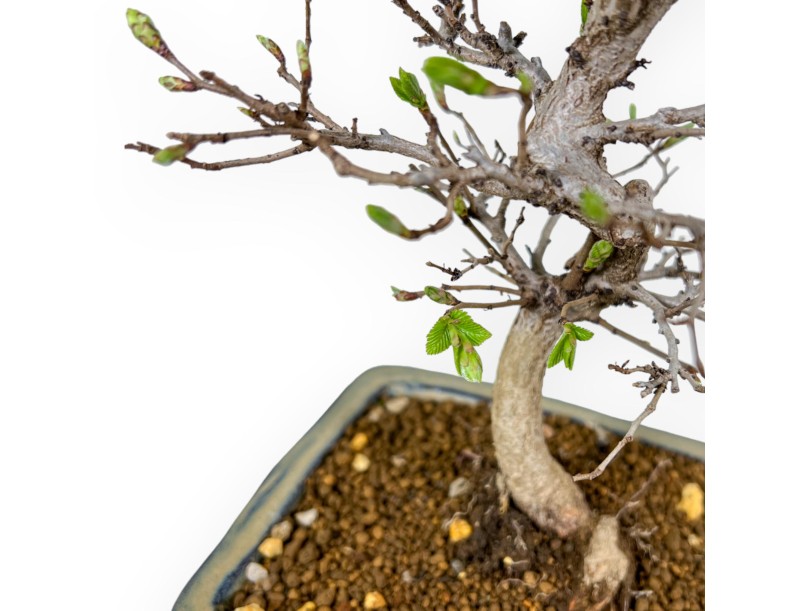 Carpinus Laxiflora - Carpino - 31 cm