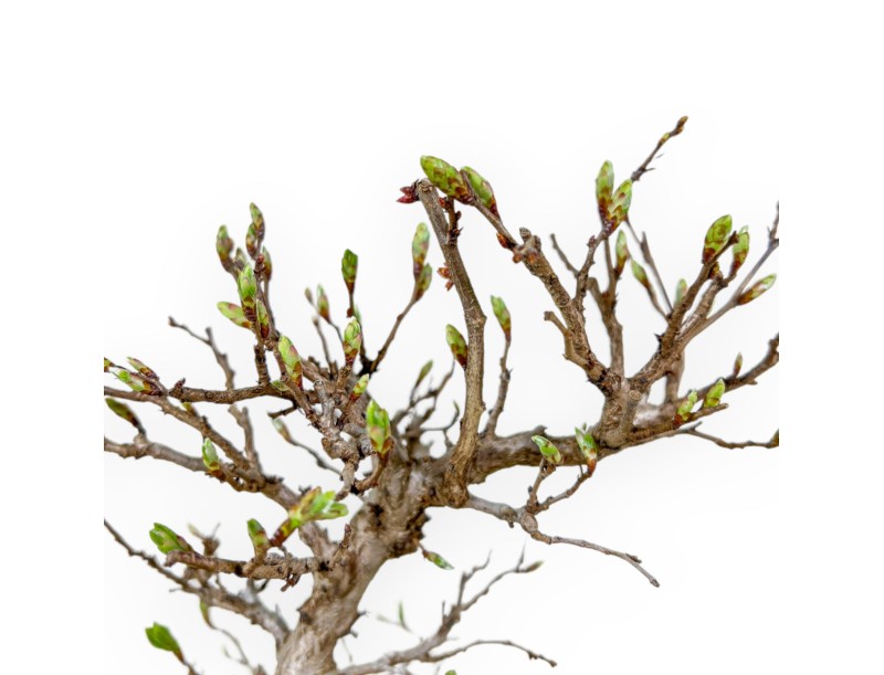 Carpinus Laxiflora - Hornbeam - 31 cm