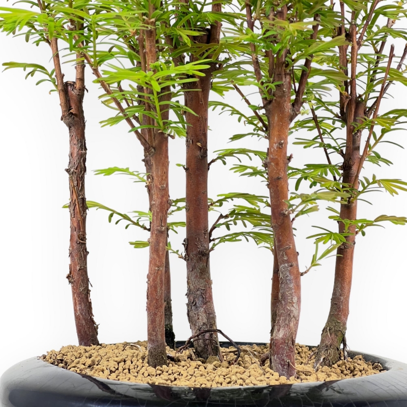 Metasequoia - 30 cm