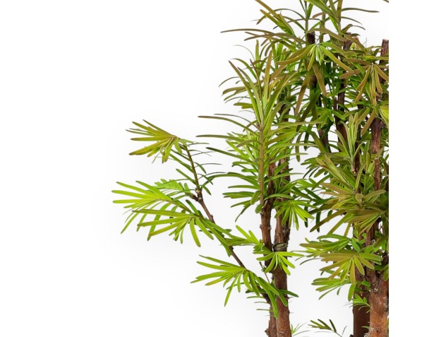 Metasequoia - 30 cm 2