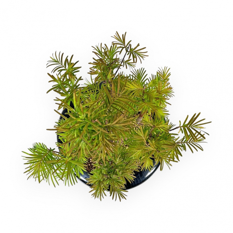 Metasequoia - 30 cm