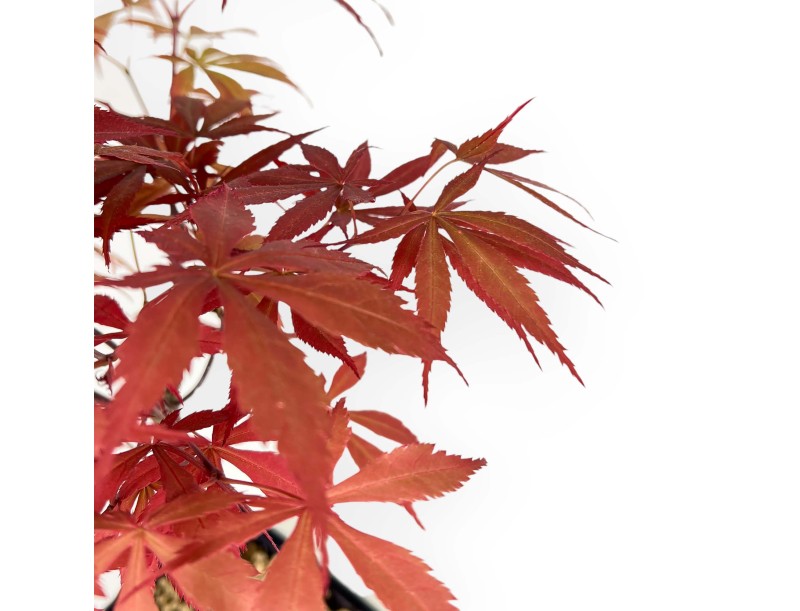 Acer palmatum Nomura - Arce - 39 cm