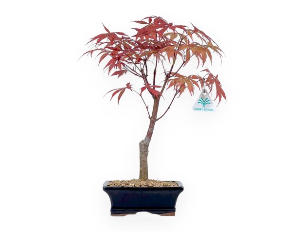 Acer palmatum Nomura - Érable - 39 cm