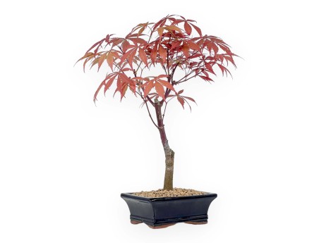Acer palmatum Nomura - Maple - 39 cm