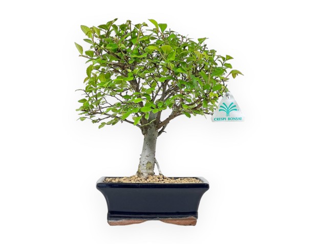 Ulmus Parviflora - Olmo - 28 cm