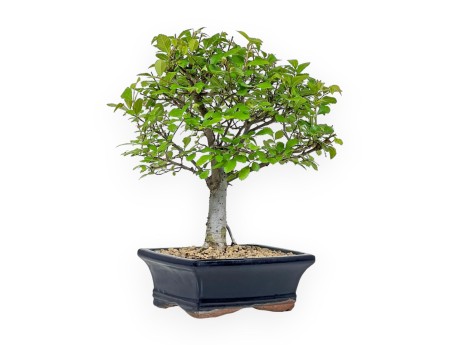 Ulmus Parviflora - Olmo - 28 cm