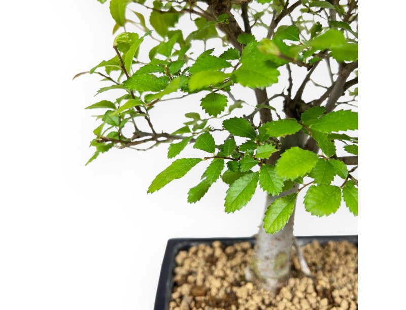 Ulmus Parviflora - Olmo - 28 cm