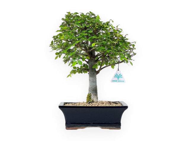 Ulmus Parviflora - Olme - 35 cm