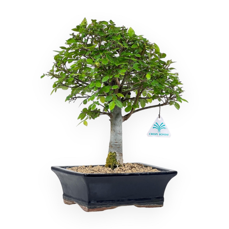 Ulmus Parviflora - Olmo - 35 cm