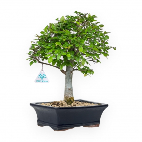 Ulmus Parviflora - Olmo - 35 cm