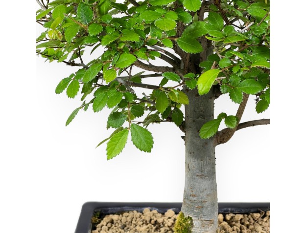 Ulmus Parviflora - Olme - 35 cm 2