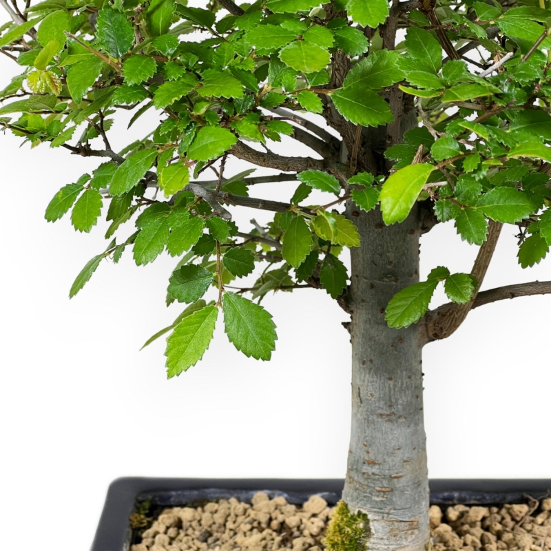 Ulmus Parviflora - Elm - 35 cm