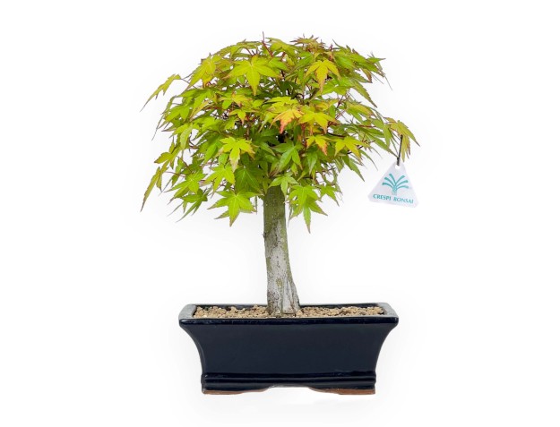 Acer palmatum Katsura - Érable - 32 cm