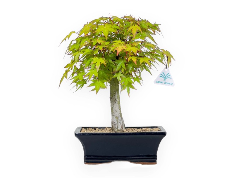 Acer palmatum Katsura - Esdoorn - 32 cm