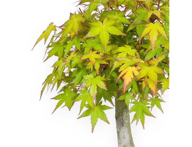 Acer palmatum Katsura - Arce - 32 cm 2