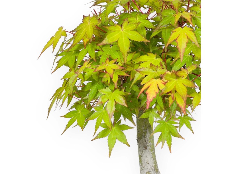 Acer palmatum Katsura - Érable - 32 cm