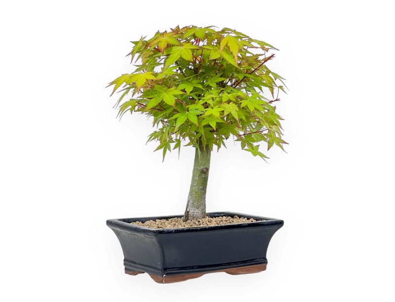 Acer palmatum Katsura - Acero - 32 cm