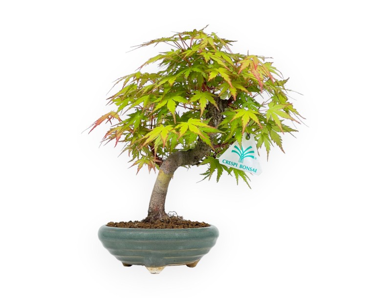 Acer Palmatum - Érable - 26 cm