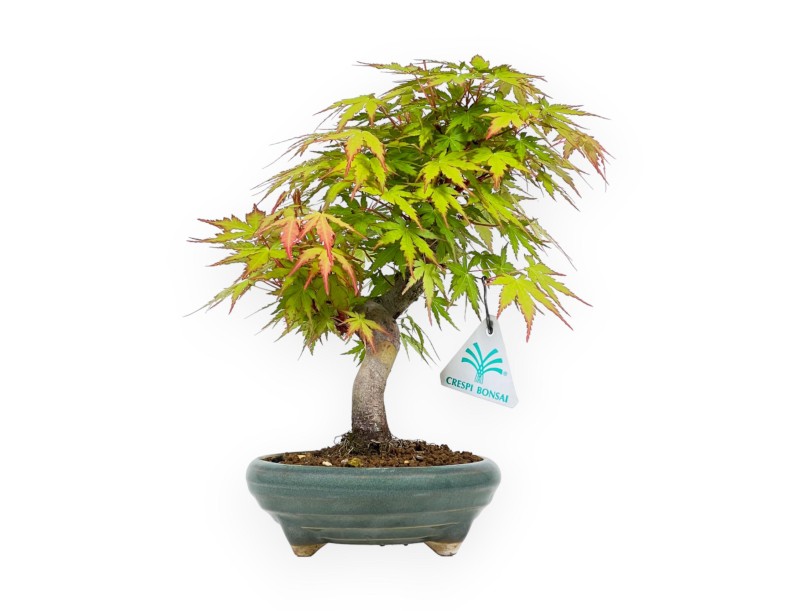 Acer Palmatum - Esdoorn - 26 cm