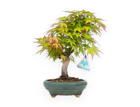 Acer Palmatum - Acero - 26 cm