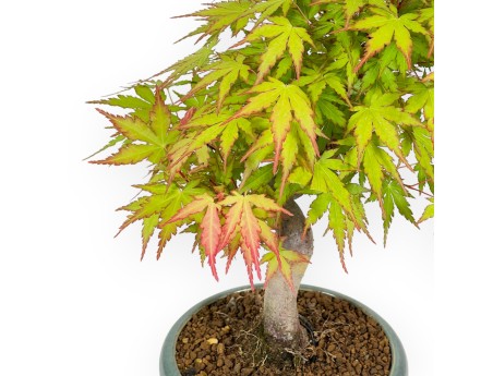 Acer Palmatum - Ahorn - 26 cm
