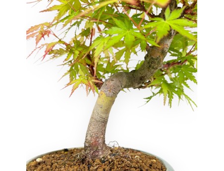 Acer Palmatum - Érable - 26 cm