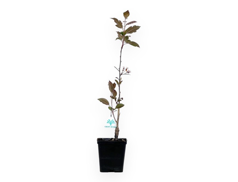 Malus Royal Raindrops - Pommier - 50 cm