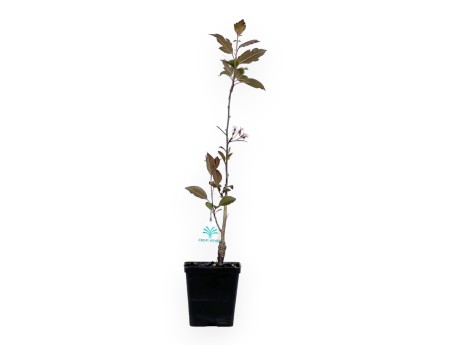 Malus Royal Raindrops - Apple tree - 50 cm