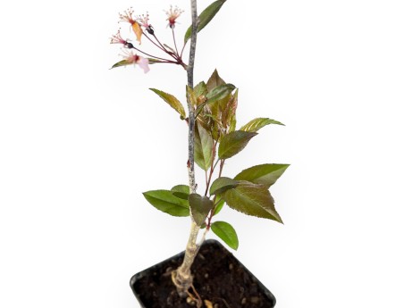 Malus Royal Raindrops - Pommier - 50 cm