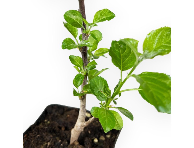 Malus Rob. Yellow Siberian - Melo - 32 cm