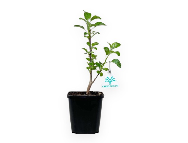 Malus Rob. Yellow Siberian - Pommier - 32 cm