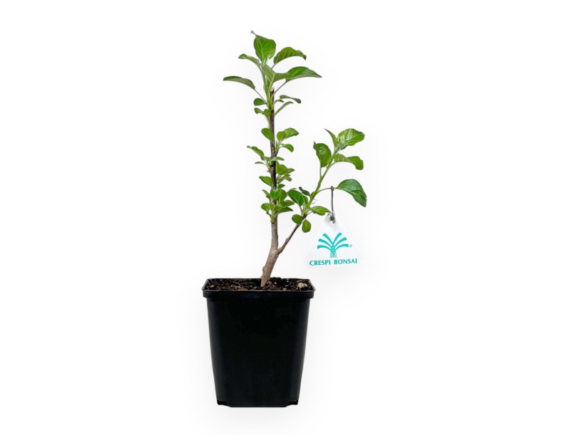 Malus Rob. Yellow Siberian - Apple tree - 32 cm