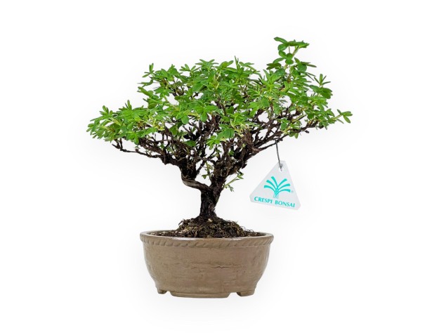 Potentilla Fruticosa - 24 cm