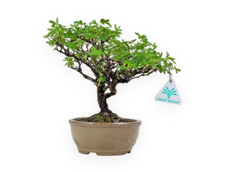 Potentilla Fruticosa - 24 cm