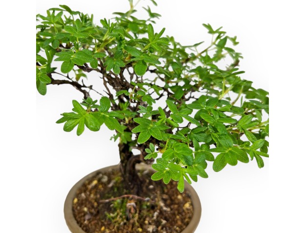 Potentilla Fruticosa - 24 cm 2