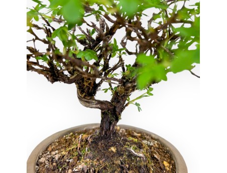Potentilla Fruticosa - 24 cm