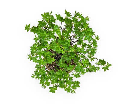 Potentilla Fruticosa - 24 cm