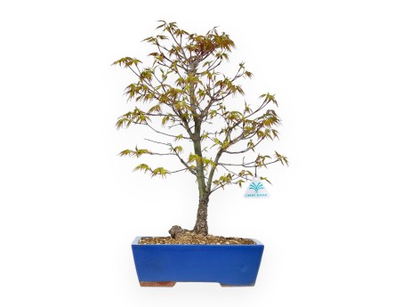 Acer Palmatum Arakawa - Ahorn - 52 cm