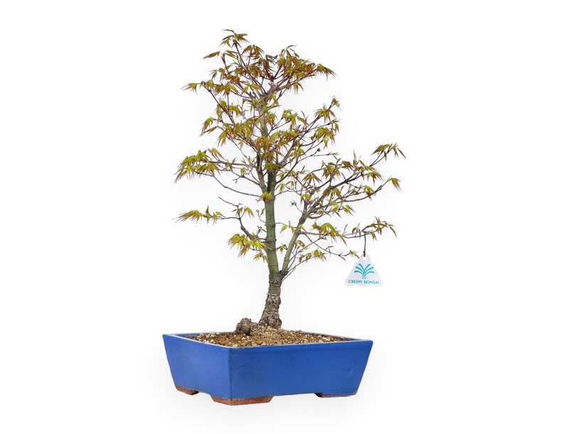 Acer Palmatum Arakawa - Érable - 52 cm