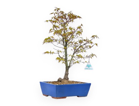 Acer Palmatum Arakawa - Ahorn - 52 cm