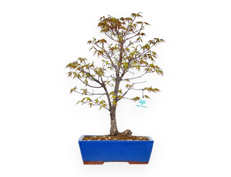 Acer Palmatum Arakawa - Érable - 52 cm