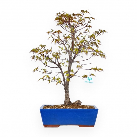 Acer Palmatum Arakawa - Érable - 52 cm