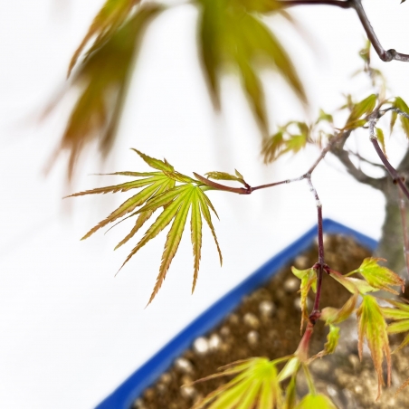 Acer Palmatum Arakawa - Acero - 52 cm