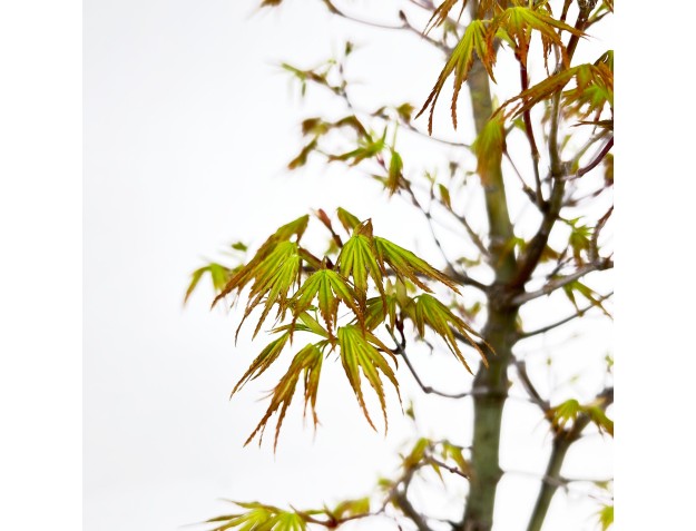 Acer Palmatum Arakawa - Arce - 52 cm 2
