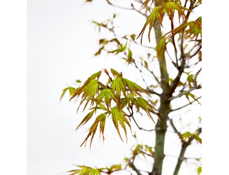 Acer Palmatum Arakawa - Esdoorn - 52 cm