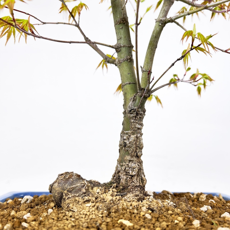 Acer Palmatum Arakawa - Érable - 52 cm