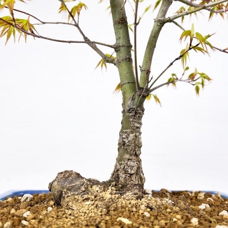 Acer Palmatum Arakawa - Érable - 52 cm