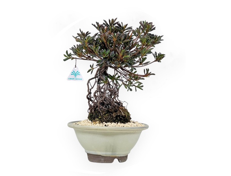 Rhododendron Indicum - Hotaka-no-Mai - Azalea - 36 cm