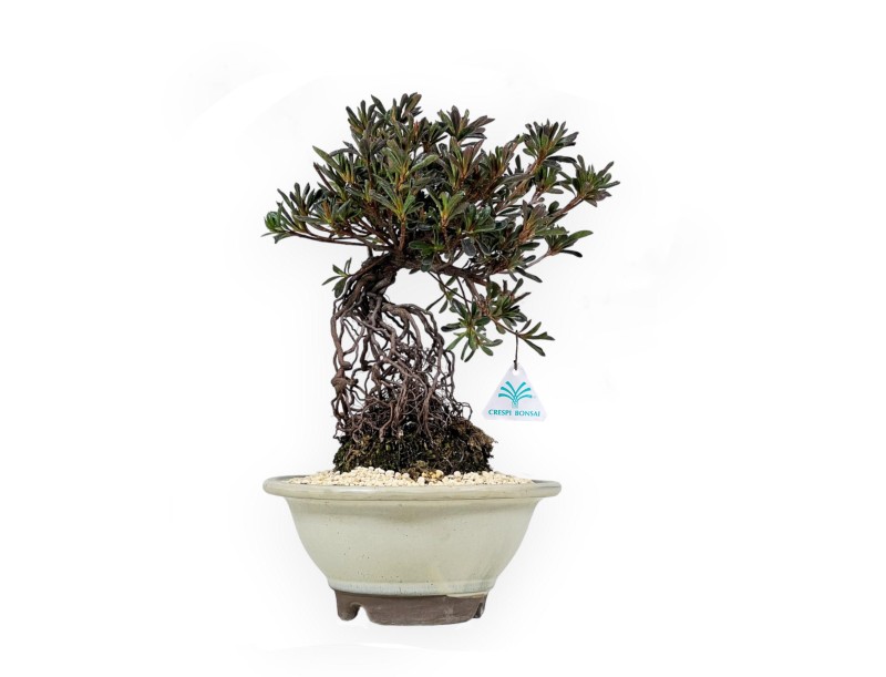 Rhododendron Indicum - Hotaka-no-Mai - Azalée - 36 cm